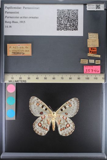 Media type: image;   Entomology 70479